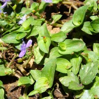 Murdannia spirata var. spirata (L.) G.Brückn.